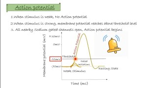 Nerve Impulse  Action Potential  Threshold Potential  Refractory Period  Nervous System part 1 [upl. by Bonnice]