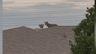 Coyotes take over Arcadia neighborhood [upl. by Dinesh592]