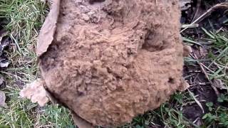 Mature Giant Puffball Calvatia gigantea Auchincruive Ayrshire [upl. by Eloccin791]