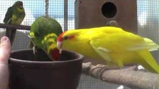 The Kakariki Redcrowned Parakeet a lively and curious bird [upl. by Nosahc188]