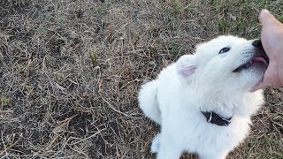 Training working dogs  Maremma puppies at 9 weeks [upl. by Dnomyad]