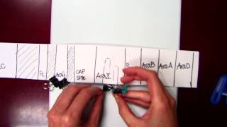 Arabinose operon [upl. by Davilman]