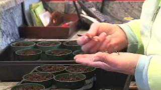 Indoor Seed Planting [upl. by Neiv]