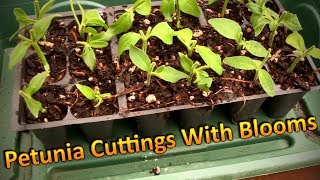 Propagating Petunia Cuttings in August and Overwintering Them Part 1 Rooting Cuttings with Blooms [upl. by Vipul]