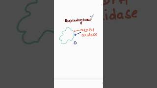 Respiratory burst  Neutrophils  Phagocytes  H2O2  NADPH oxidase  biology neet [upl. by Ahab438]