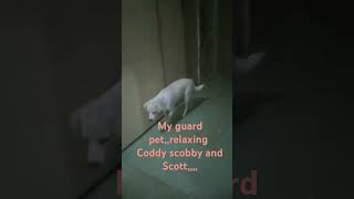 Super pet guard coddy scobby and Scott [upl. by Neuburger]