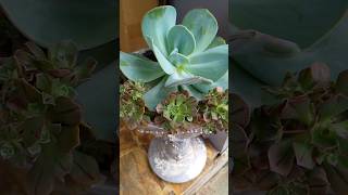 Echeveria Gila [upl. by Elva]