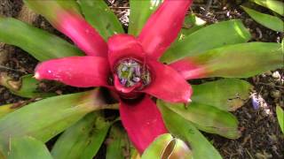 Bromeliad Impressions Planta Brutt Video 7 [upl. by Henrique738]