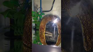 My 2 Senegalus BichirsKuhli Loach And Algae Eater Playing aquarium bichirfish kuhliloach eel [upl. by Rebm]