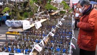 Kokufu Market 2012 Part 3 Bonsai JapanTenerife Canarias España By Jose Acuña [upl. by Nyladnek]