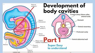 Development of body cavities  Thoracic Cavity Development  Embryology of body cavities  Easiest [upl. by Arrac]