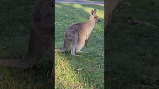 Mother kangaroo has a big pouch shortfeed wildlife wildkangaroo babykangaroo motherkangaroo [upl. by Naibaf]