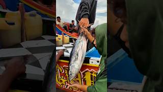 fishing boat catching skipjack tuna [upl. by Comptom]