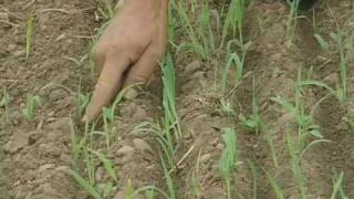 Ridge Till and Cover Crops from Vegetable Farmers and their Sustainable Tillage Practices [upl. by Balthasar321]