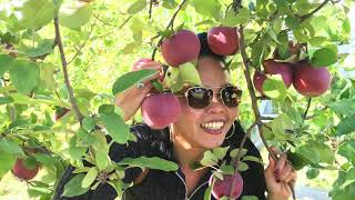 APPLE PICKING 2020  ST GRÉGOIRE QC [upl. by Wootan]