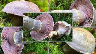 Bocksdickfuß oder Rötelritterling Ziegendickfuß ZiegenbockDickfuß Cortinarius camphoratus [upl. by Dihahs]