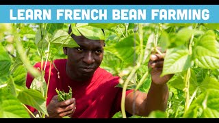 French Beans Farming Made  Introduction amp Seed Selection [upl. by Dominik956]