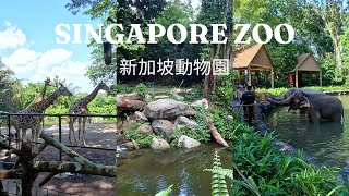 Singapore Zoo  Mandai Wildlife Reserve Singapore Travel Guide 2023 4K 動物園新加坡 旅游景點 [upl. by Raimund]