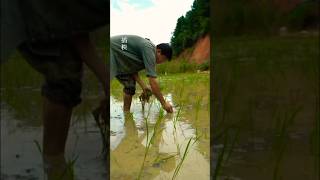 Thats how we grow rice in our Chinese village rice ricefarming chineserice ytshorts [upl. by Halliday325]