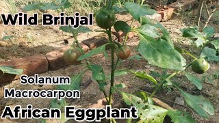 African Eggplant  Solanum macrocarpon Wild Brinjal [upl. by Immanuel]