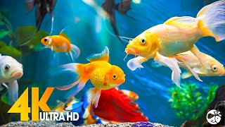 Aquarium 4K VIDEO ULTRA HD 🐠 Beautiful Coral Reef Fish  Relaxing Sleep Meditation Music [upl. by Rialb648]