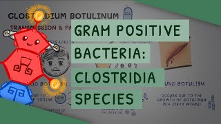 Gram Positive Bacteria Clostridia species [upl. by Dyson328]