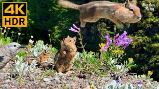 Cat TV for Cats to Watch 😺 Naughty squirrels beautiful birds wildflowers 🐦🐿🌺 8 Hours4K HDR [upl. by Anierdna]