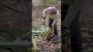 Mezcal Agave [upl. by Ahdar]