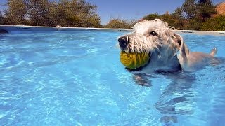 Milo the little Schnoodle playing in the pool [upl. by Ellehcir]