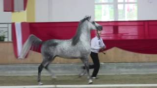 shagya arabian stallion OBAJAN XXVI 1 [upl. by Heath940]