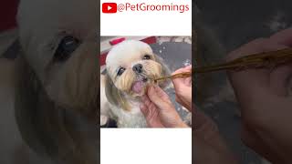 CRAZY Shih Tzu REACTION After Hair Grooming doggroominglife dogbreed puppy groominglife [upl. by Amaty]