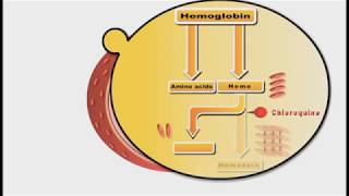 Antimalarial drugs animation Chloroquine [upl. by Avruch42]