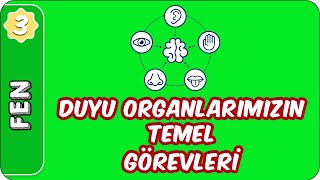 Duyu Organlarımızın Temel Görevleri ve Önemi  3 Sınıf Fen evokul Kampı [upl. by Blatt180]