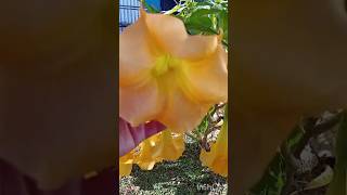 Angel Trumpet Plant Brugmansia Suaveolens flowers plants nature trumpet shorts garden bush [upl. by Ainoloppa]