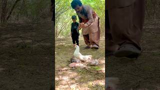 Kabootar ke bache gangle mein malye kabootar bache gher liye aye 🥰❤️shortvideo pigeon astory [upl. by Koziara]