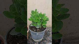 Best care of Kalanchoe flower plant in rainy season [upl. by Pauly]