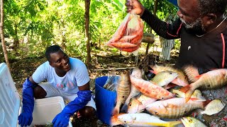 catching some of the prettiest goat fish and lobster in strong North Wind weather [upl. by Mischa]