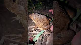 Look at this helpful frogs trending frog viralvideo animals funny wildlife  frogling [upl. by Dunn]