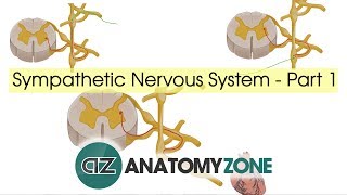 Sympathetic Nervous System Anatomy  Part 1 [upl. by Froh987]