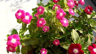 How to Grow and Care Vinca  Periwinkle  Sadabahar  Care of Vinca Plant [upl. by Nioe650]