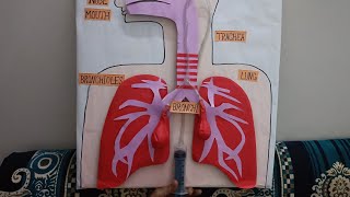 human respiratory system Lungs working model science project working modelbiology medical science [upl. by Theone]