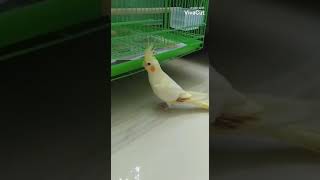 How to deal with Blood feathers in Cockatiel bird [upl. by Dachy]