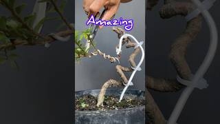 Making an Amazing Bonsai Tree [upl. by Nywroc]