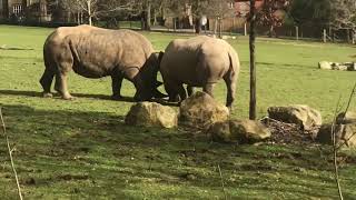 Playful Rhino and Ostrich at Marwell ZooWinchesterHampshire [upl. by Willi]