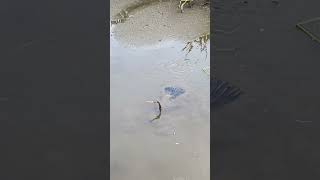 Anhinga Slithers Through the Mud in Pursuit of Fish [upl. by Abdu]