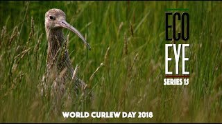 The Curlews Last Call Plight of the Curlew EE15 EP2 [upl. by Zorina]