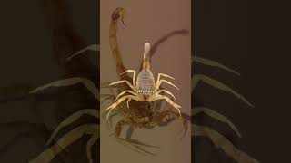 Meet The Deathstalker Scorpion  DPFunFacts scorpion dpfunfacts deathstalkerscorpion [upl. by Hoxsie]