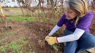 How to start new boysenberry plants [upl. by Letnahs]