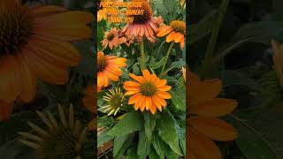 Coneflower Beautiful color looks like a sunset 🌇 saw at Green Acres 😍 plants flowers flower [upl. by Chenay]