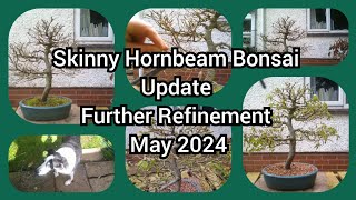 Skinny Hornbeam Bonsai Update And Refinement May 2024 [upl. by Ardnuassac]